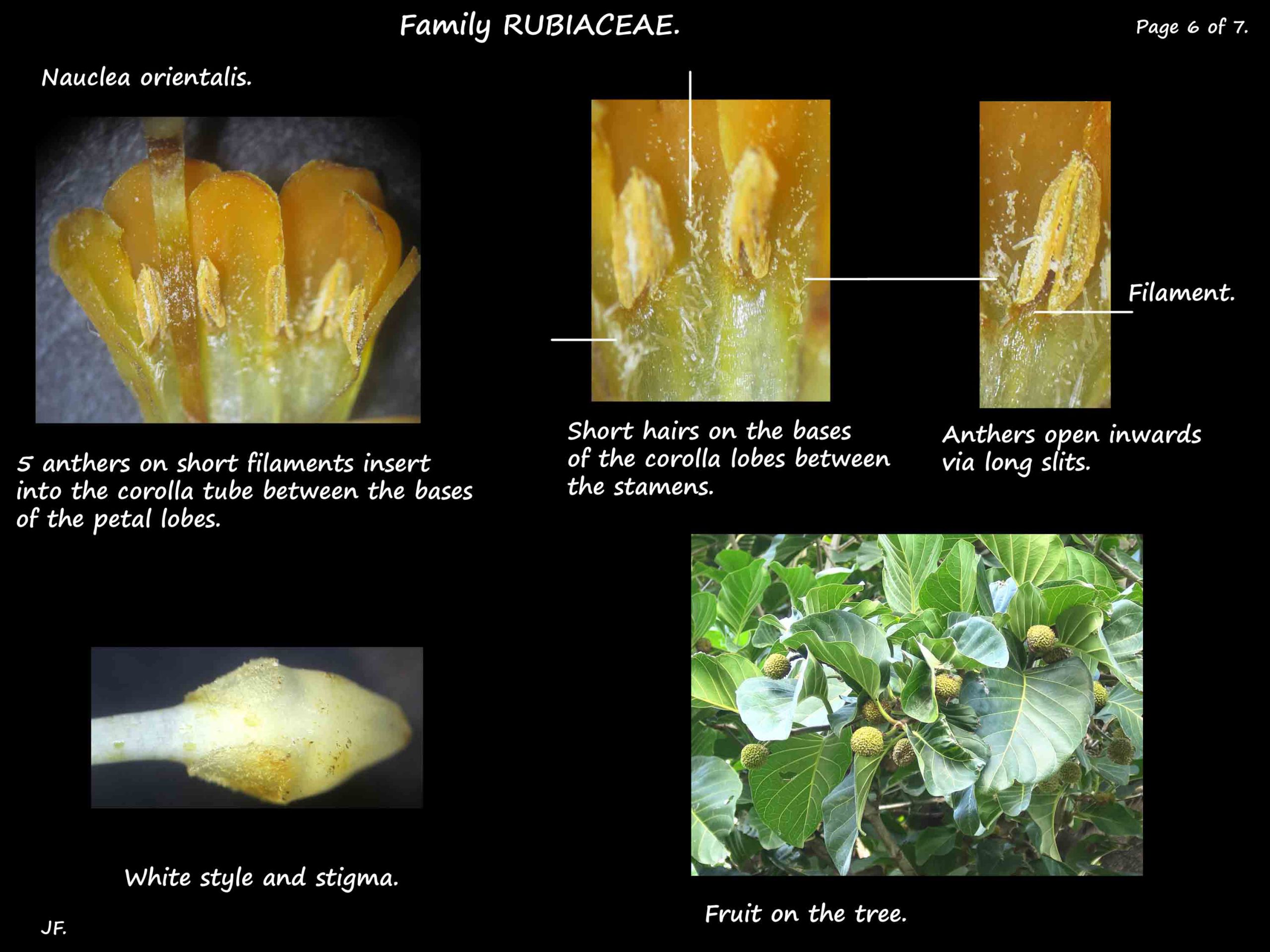 6 Nauclea orientalis stamens